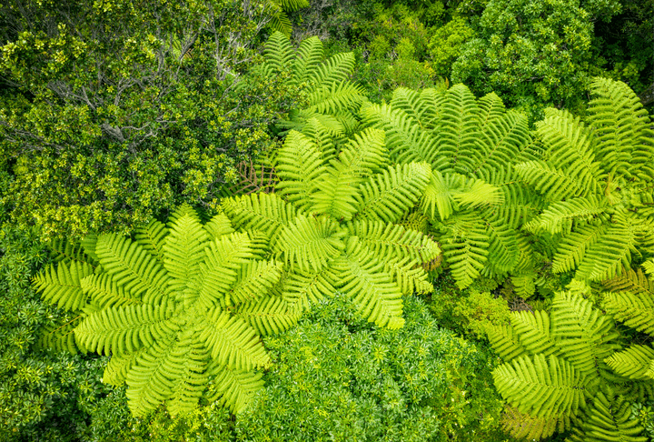 Aerial View of Fern Forest