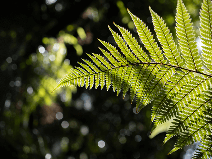 Fern in Sunlight
