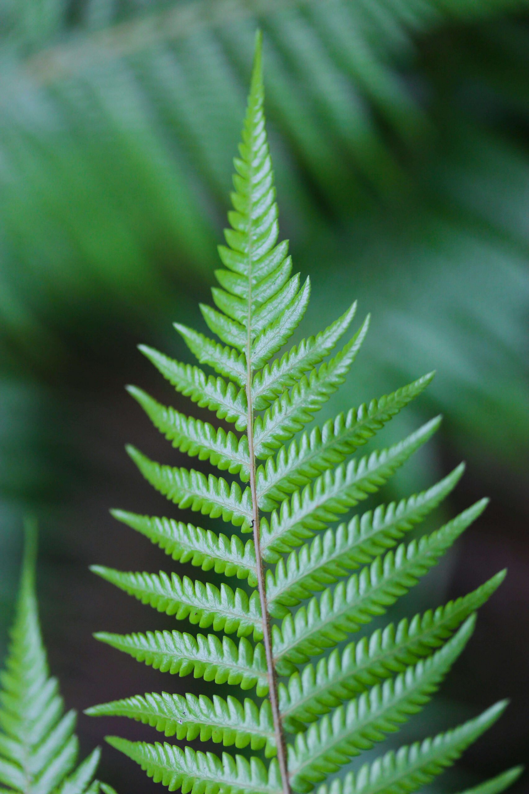 New Zealand Fern Frond