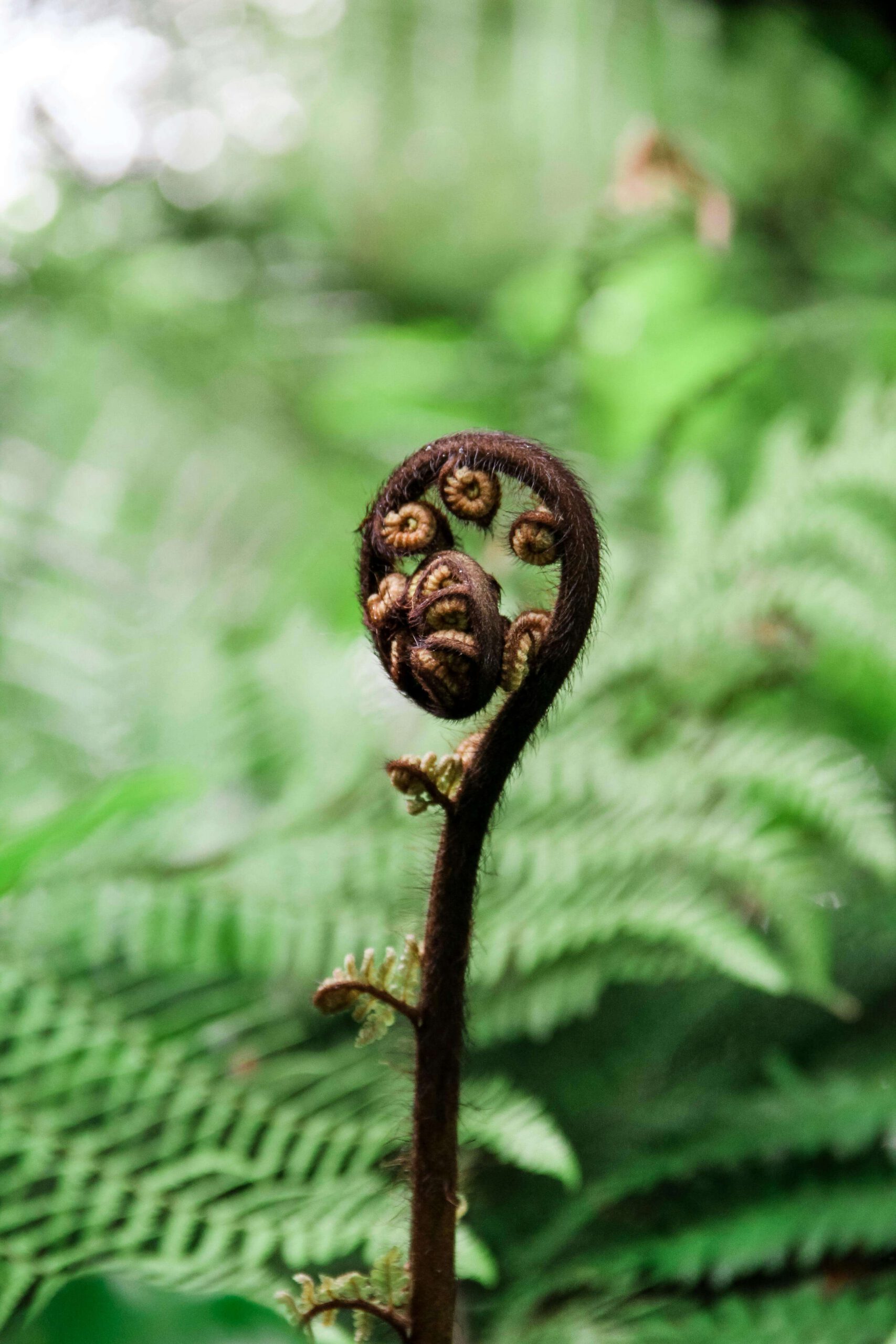 New Zealand Fern Koru