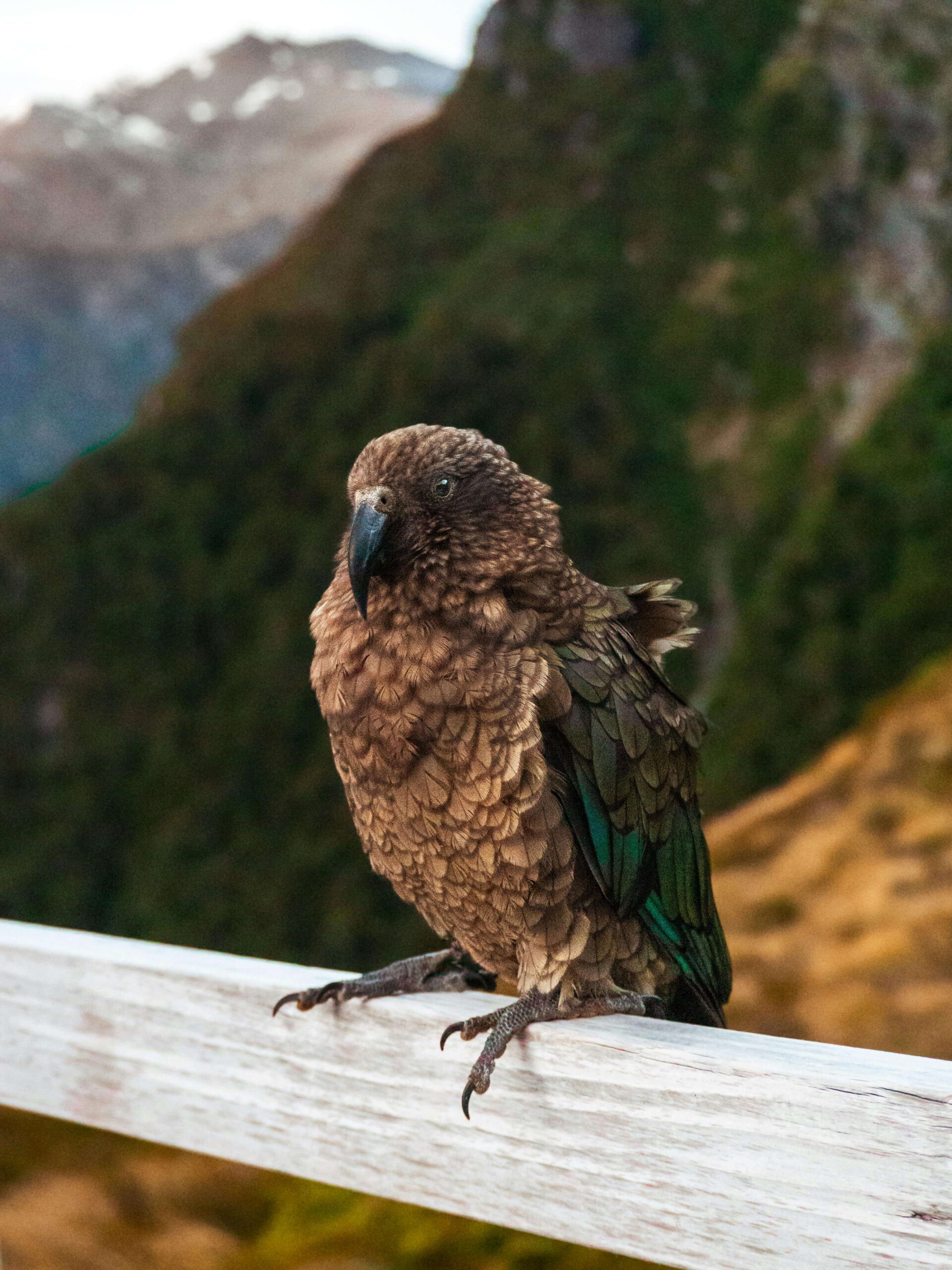 New Zealand Kea