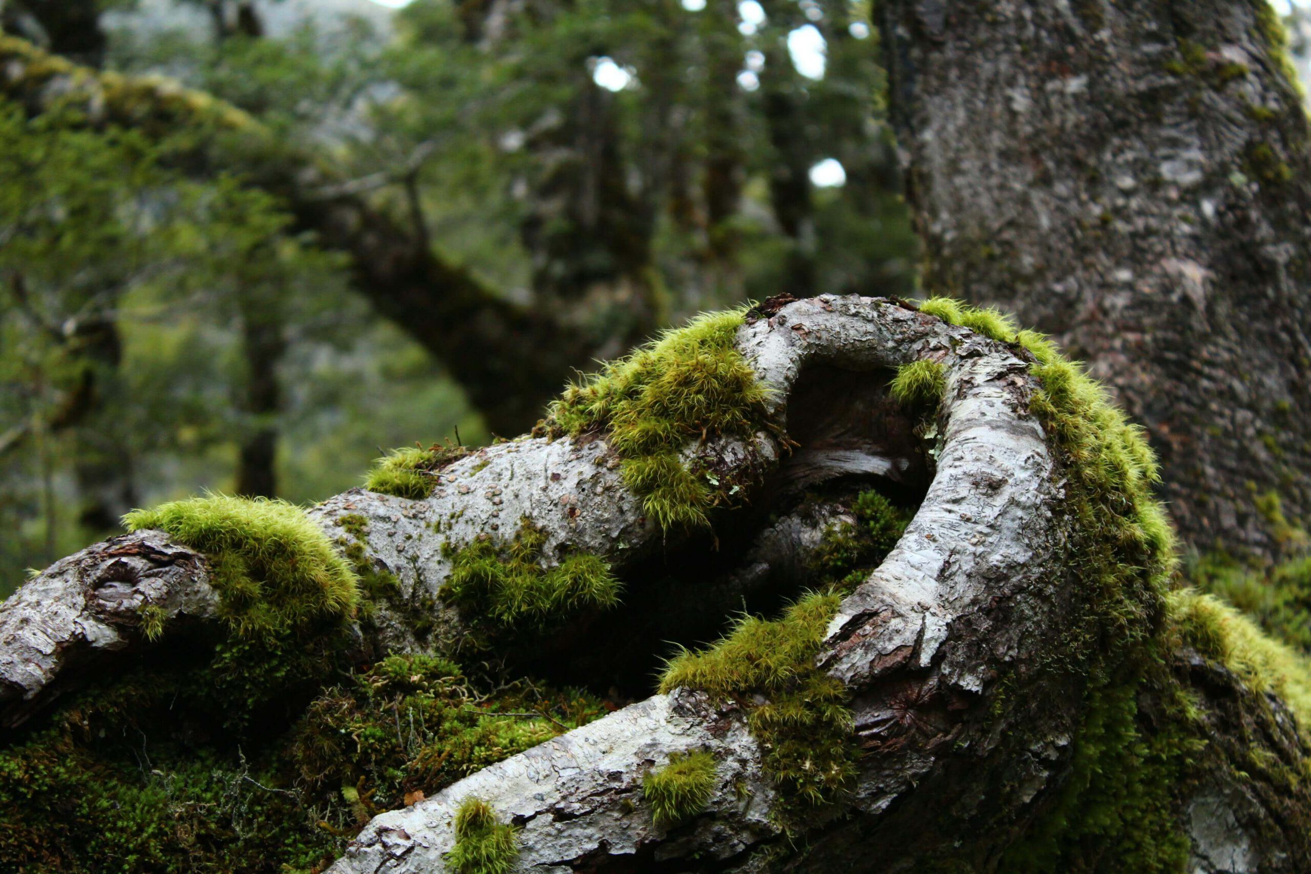 New Zealand Moss on Log